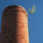 Der höchste Baum in der Umgebung