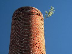 Der höchste Baum in der Umgebung