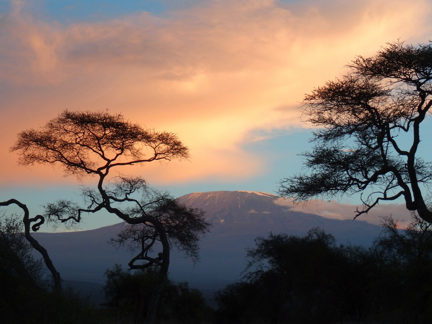 Der höchste Berg Afrikas - oder der höchste Baum?