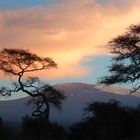 Der höchste Berg Afrikas - oder der höchste Baum?