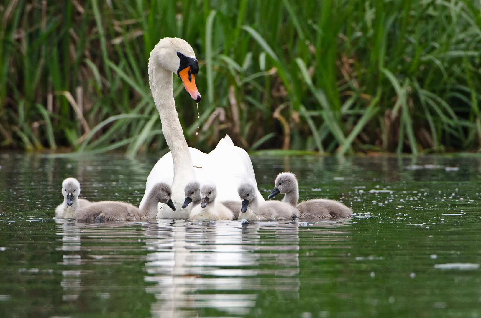 der Höckerschwan