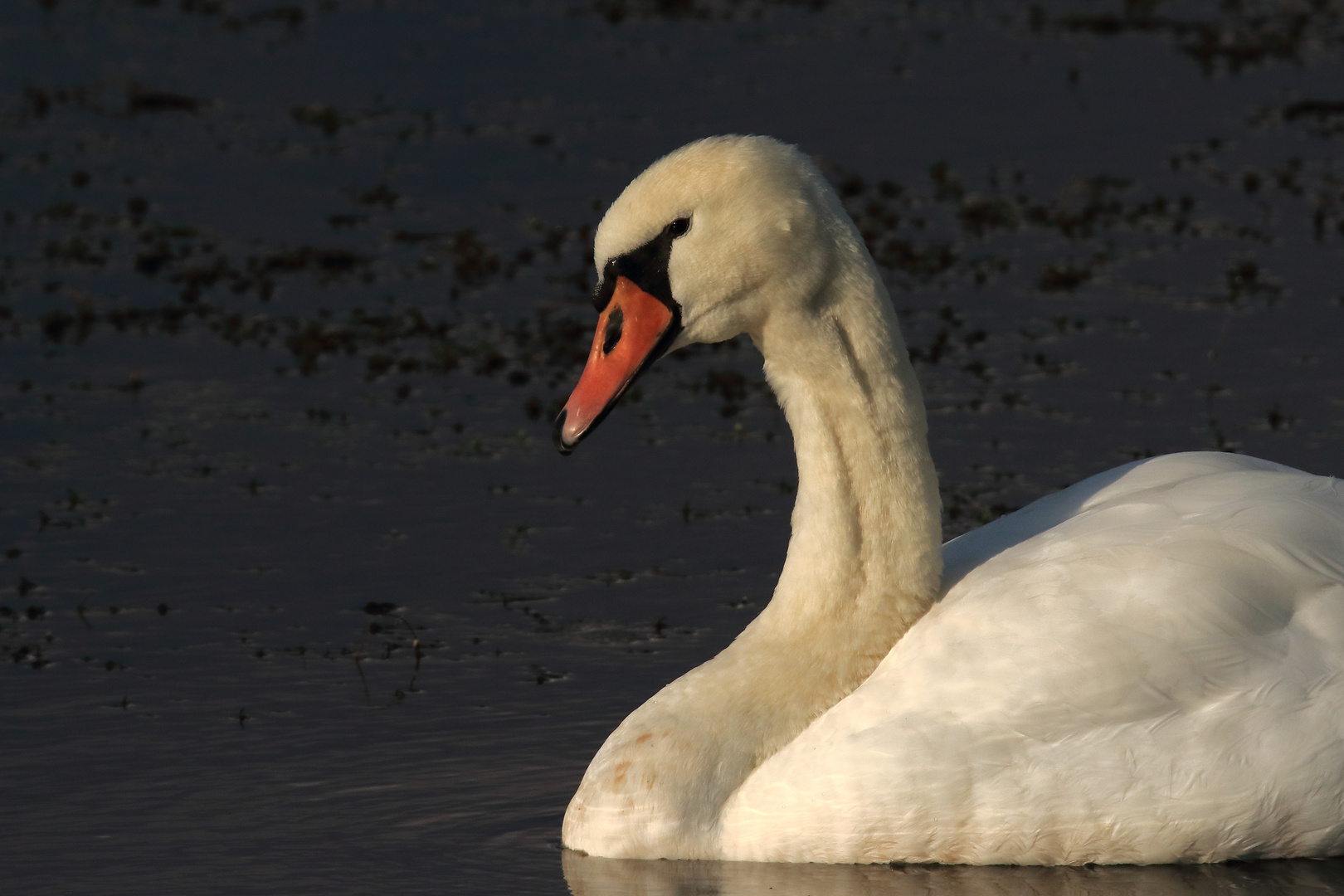 Der Höckerschwan #1/4