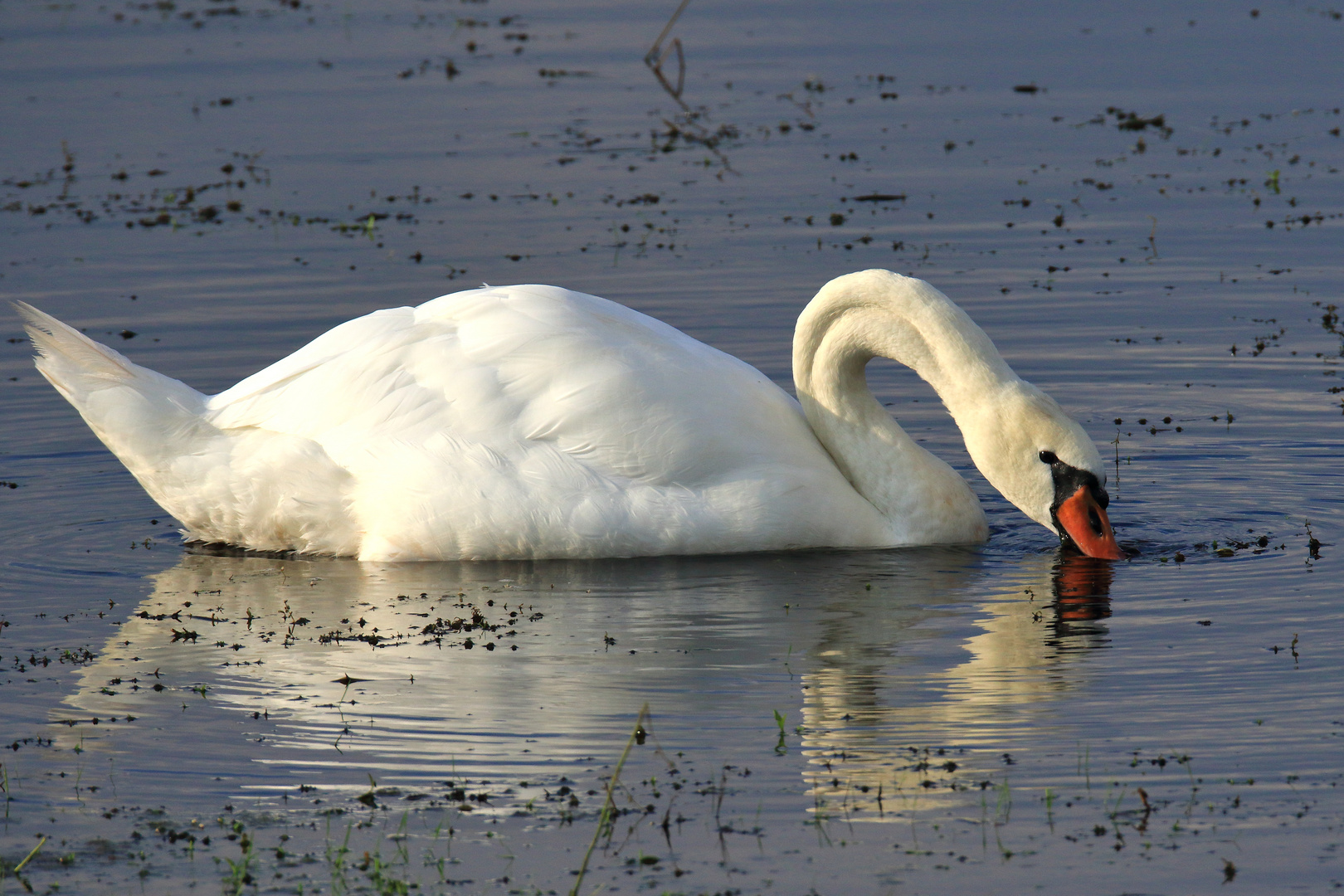 Der Höckerschwan #2/4