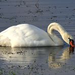 Der Höckerschwan #2/4