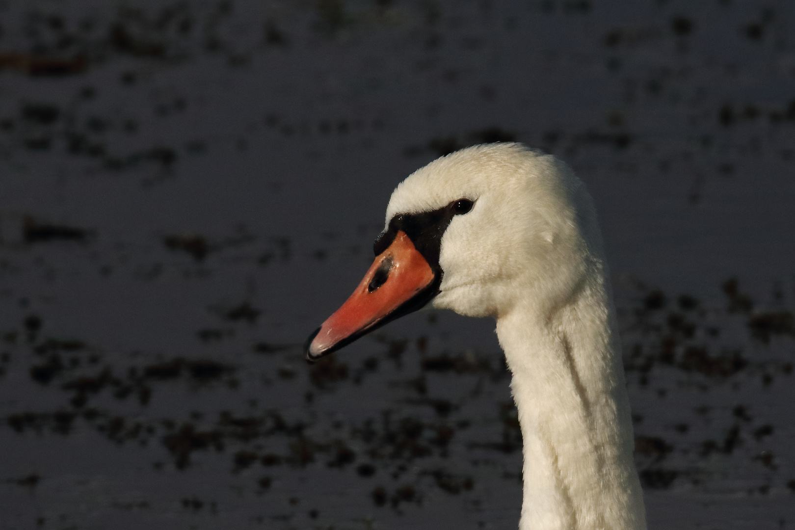 Der Höckerschwan #3/4