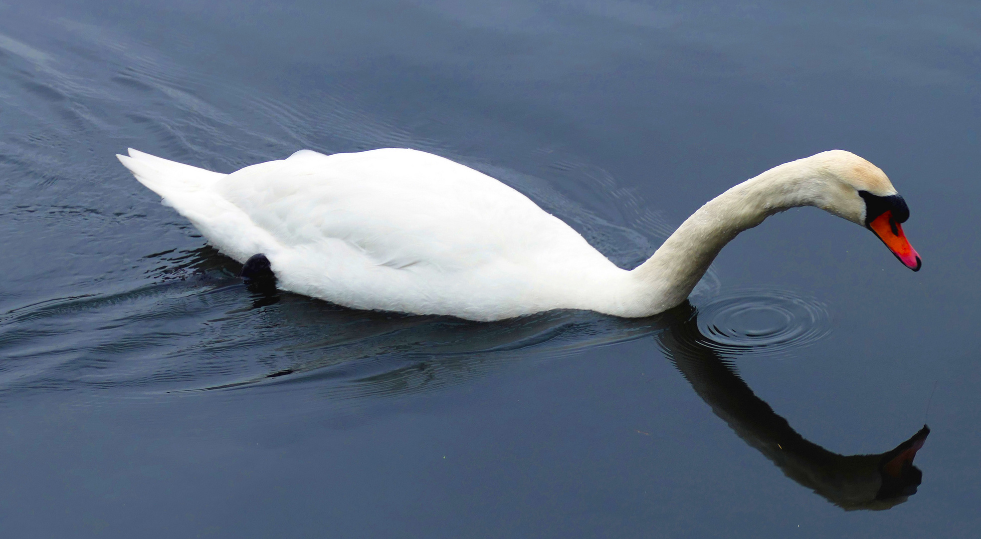 Der Höckerschwan