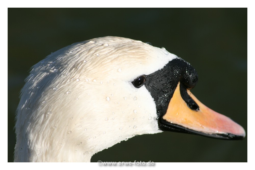 Der Höckerschwan