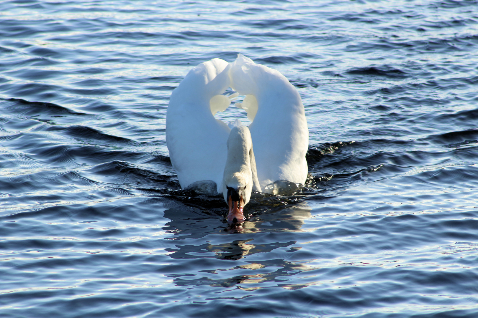 Der Höckerschwan