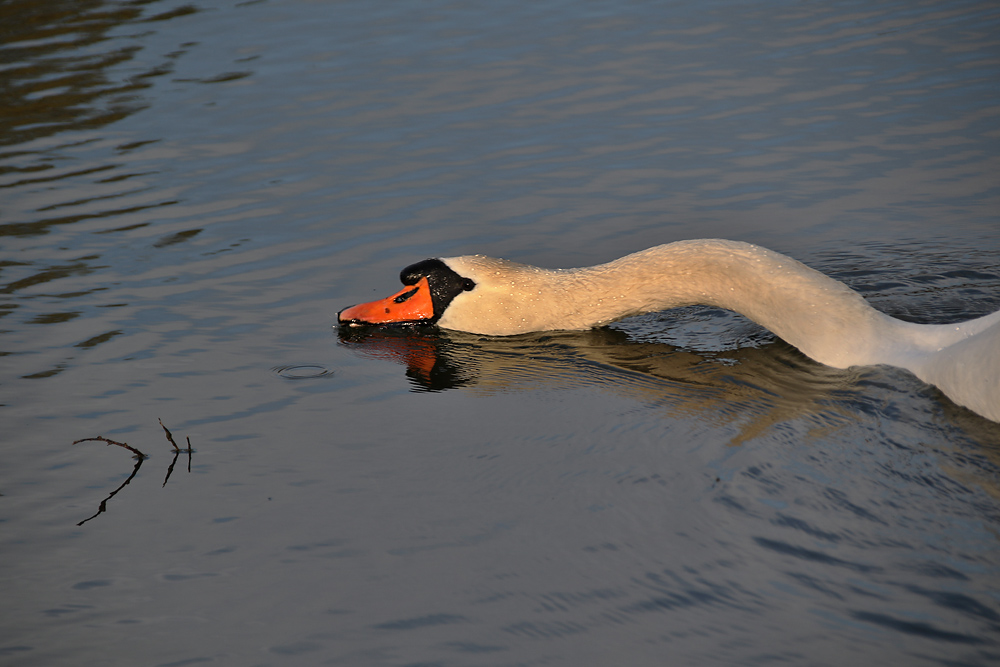 der Höckerschwan als Wasserschlange