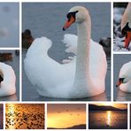 Der Höckerschwan (Cygnus olor)