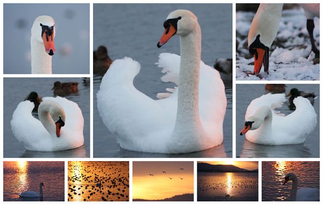 Der Höckerschwan (Cygnus olor)