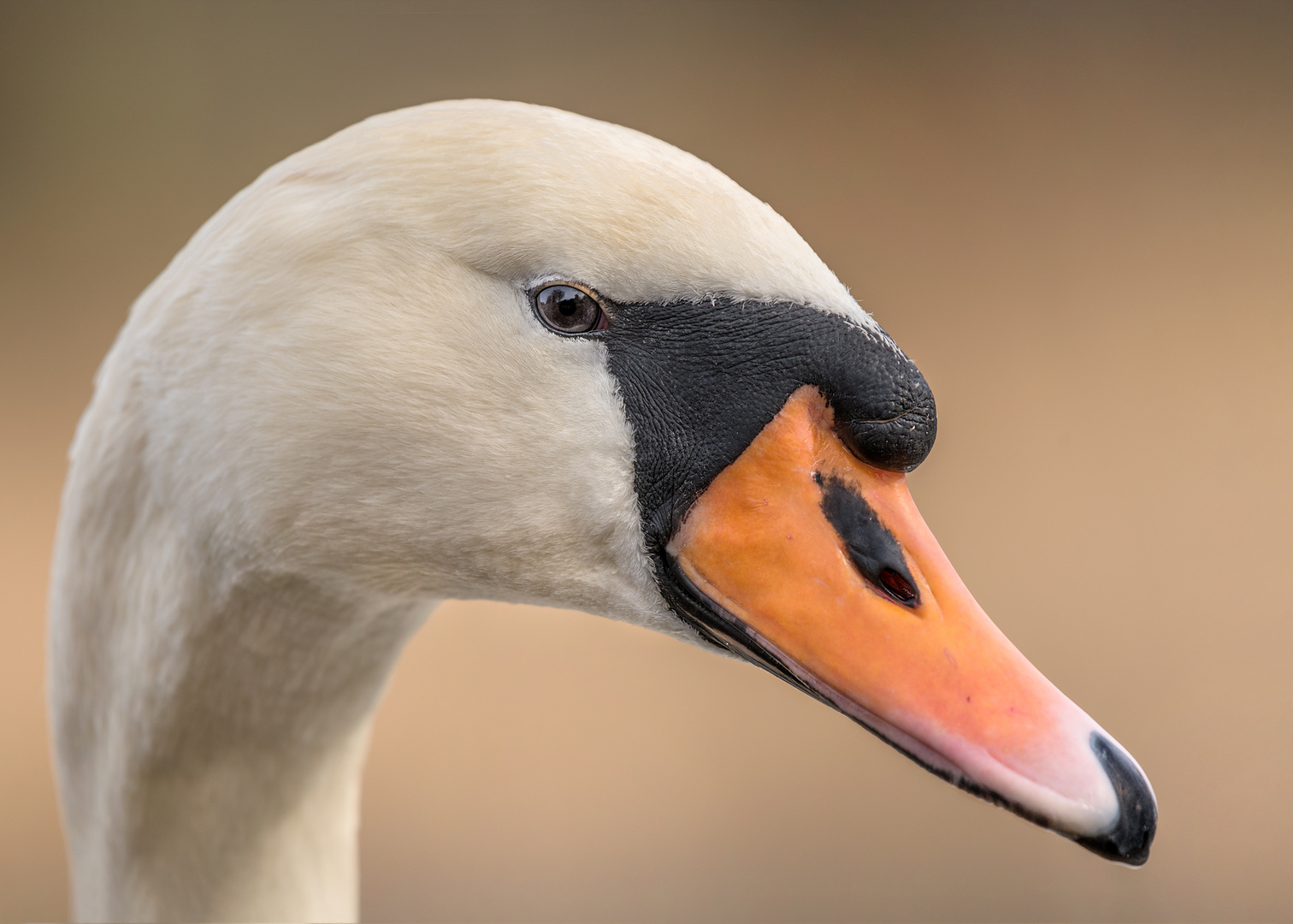 Der Höckerschwan (Cygnus olor) 