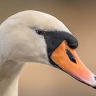 Der Höckerschwan (Cygnus olor) 