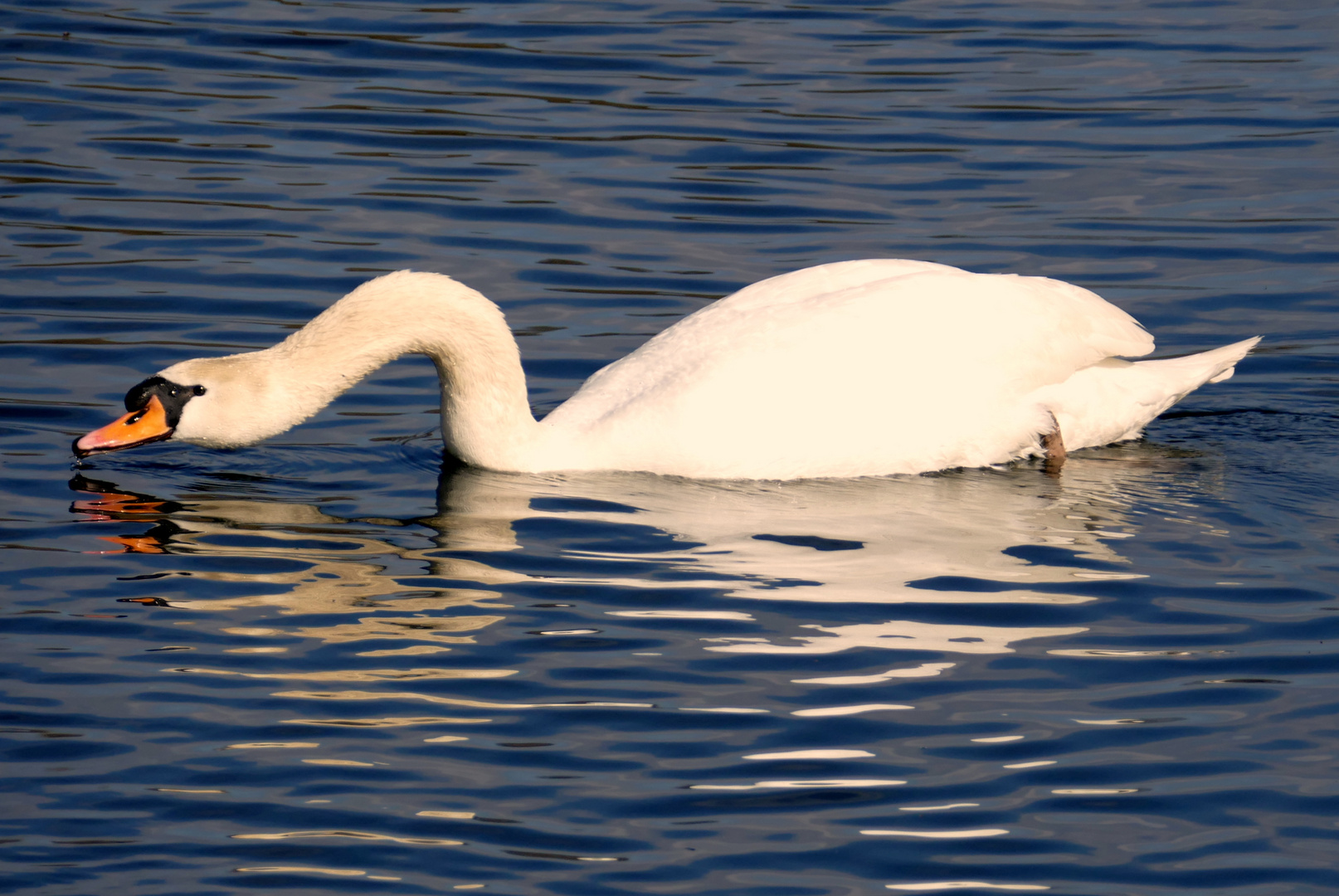 Der Höckerschwan