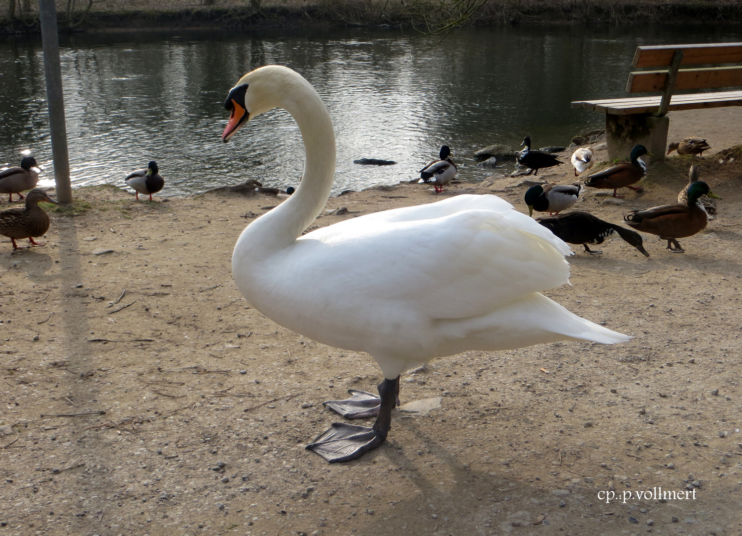 Der Höckerschwan dominiert den Futterplatz