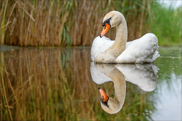 Der Höckerschwan fühlt sich wohl in der getarnten Umgebung