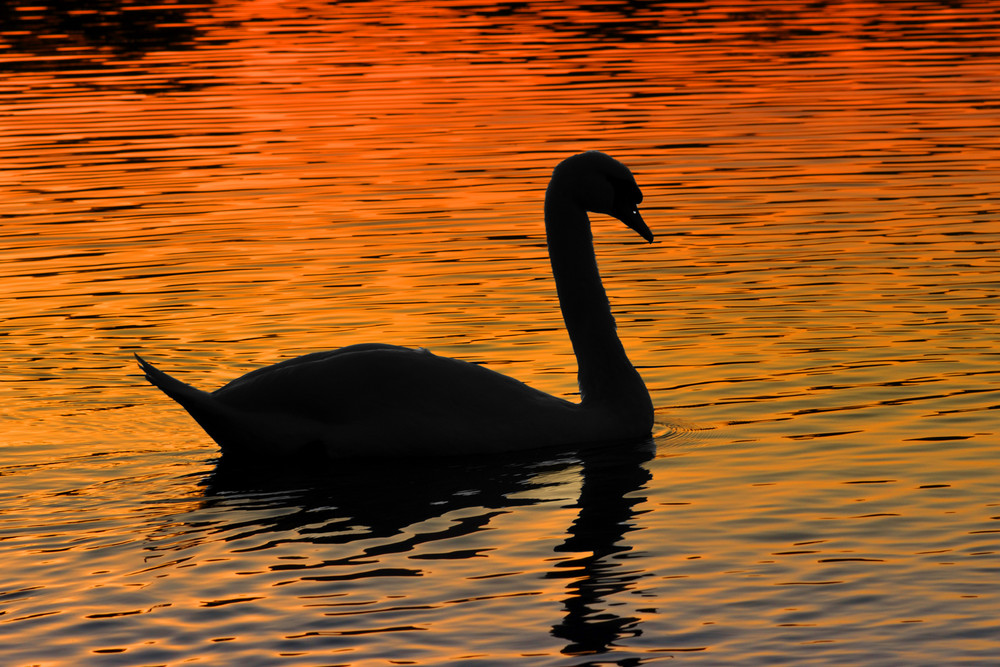 Der Höckerschwan im Sonnen untergang