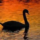 Der Höckerschwan im Sonnen untergang