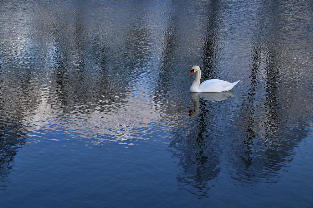 der Höckerschwan im "Spiegelsee"