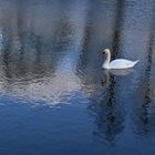 der Höckerschwan im "Spiegelsee"