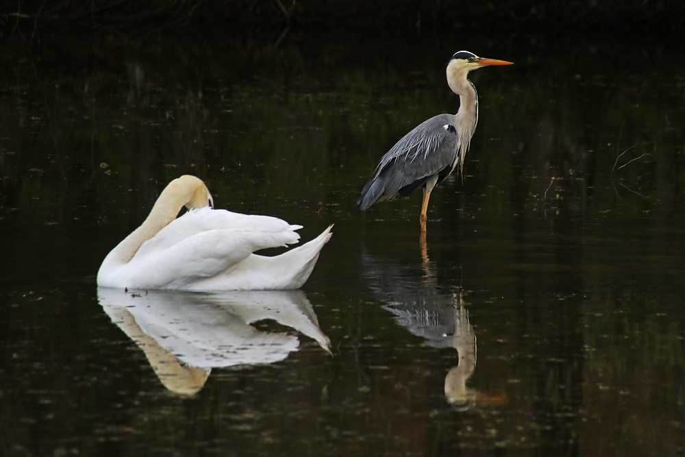 der Höckerschwan und der Graureiher