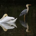 der Höckerschwan und der Graureiher