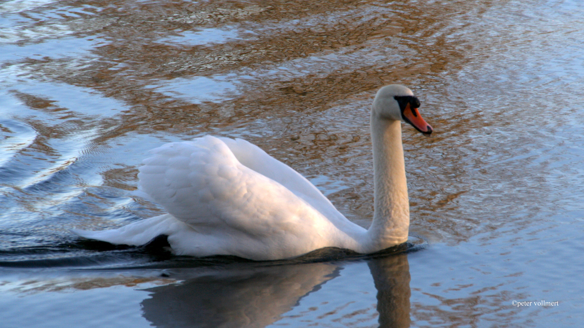 Der Höckerschwan verteidigt sein Revier