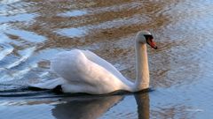 Der Höckerschwan verteidigt sein Revier