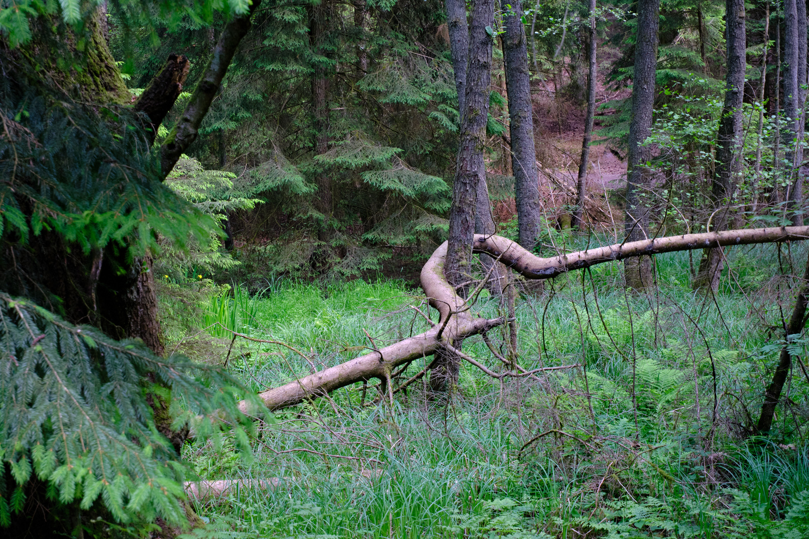 Der höfliche Baum...