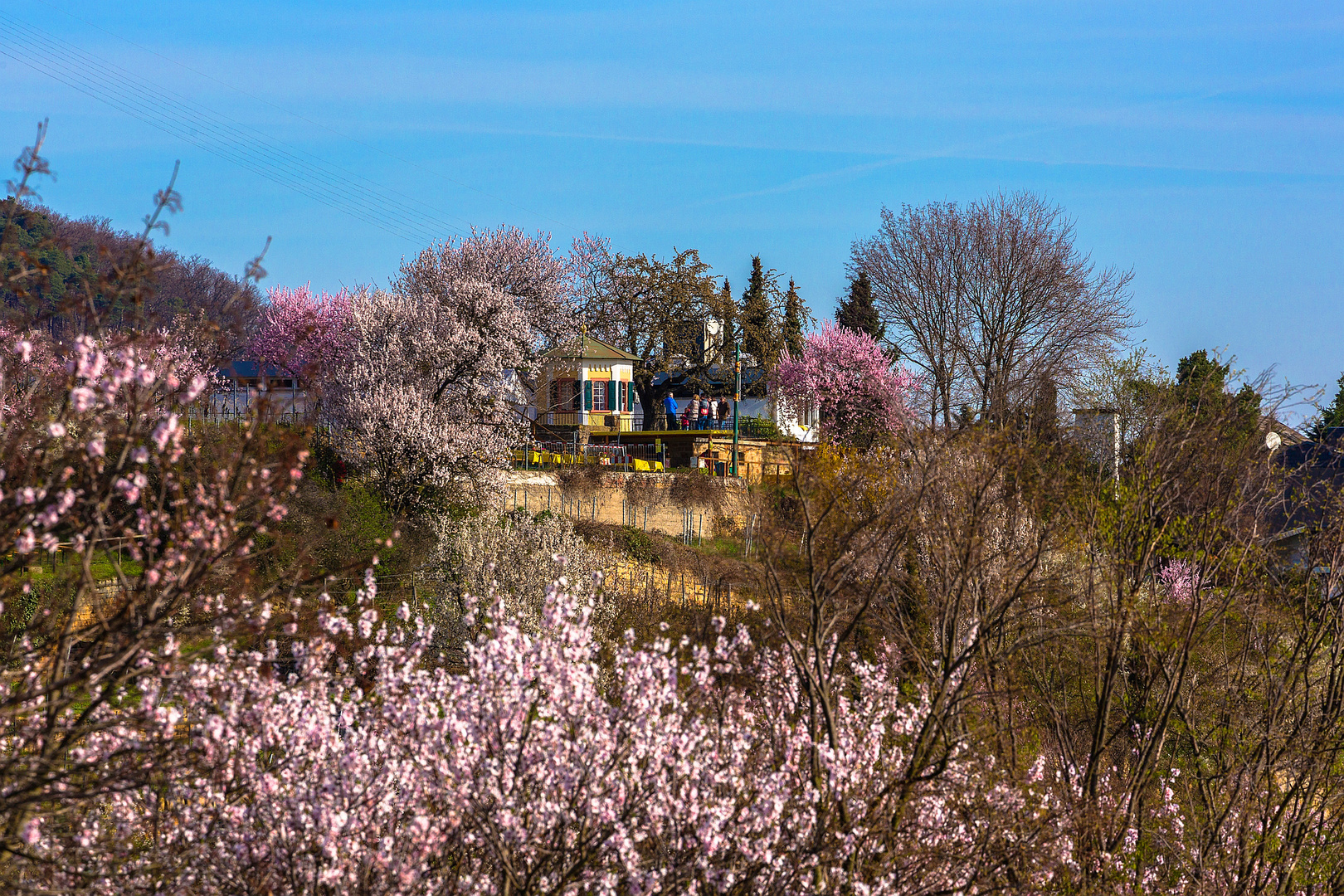 Der Höhepunkt der Mandelblüte