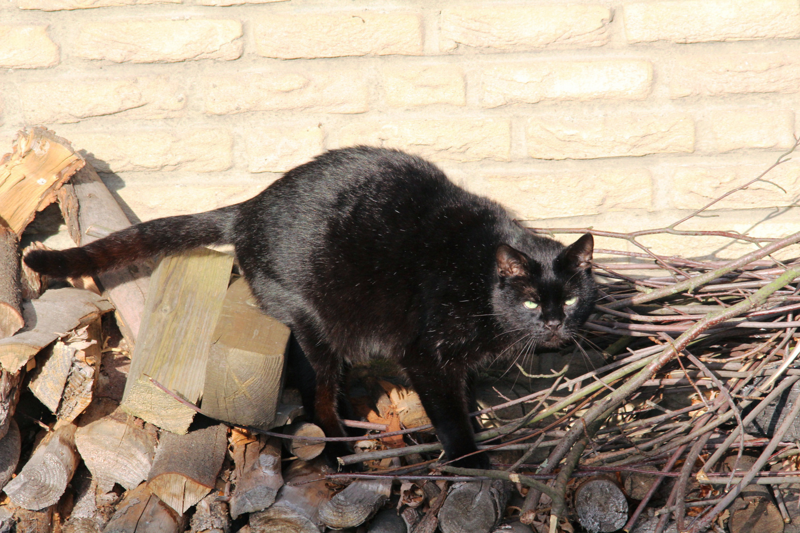 Der "hölzerne" Tobby