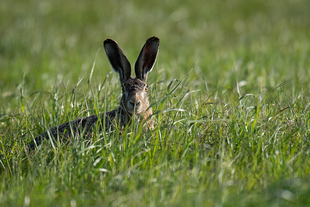 Der hört das Gras wachsen.