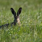 Der hört das Gras wachsen.