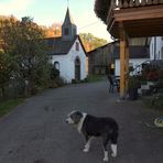 der  Hofhund