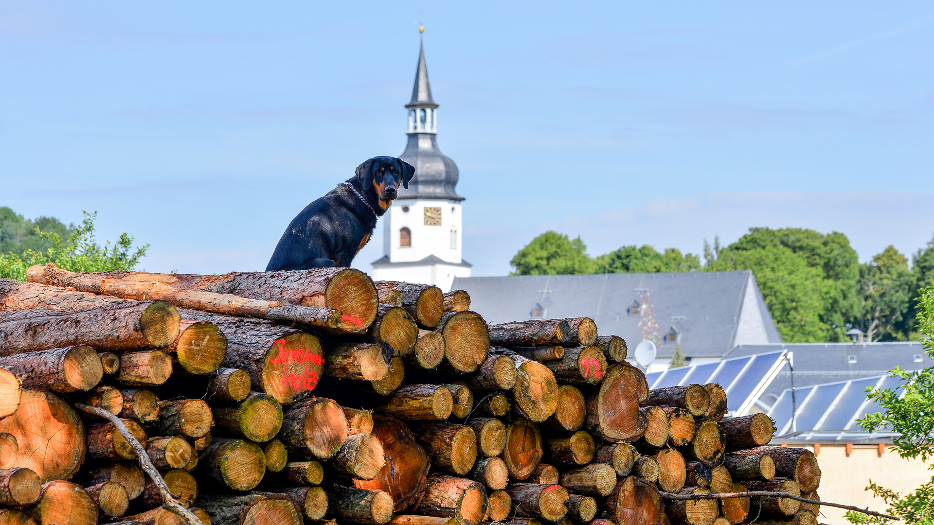 Der Hofhund