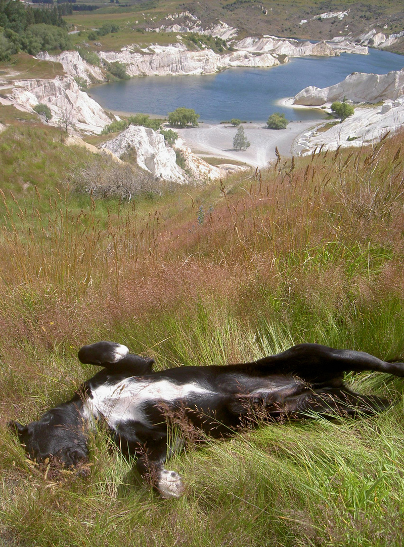 Der Hofhund von St. Bathans