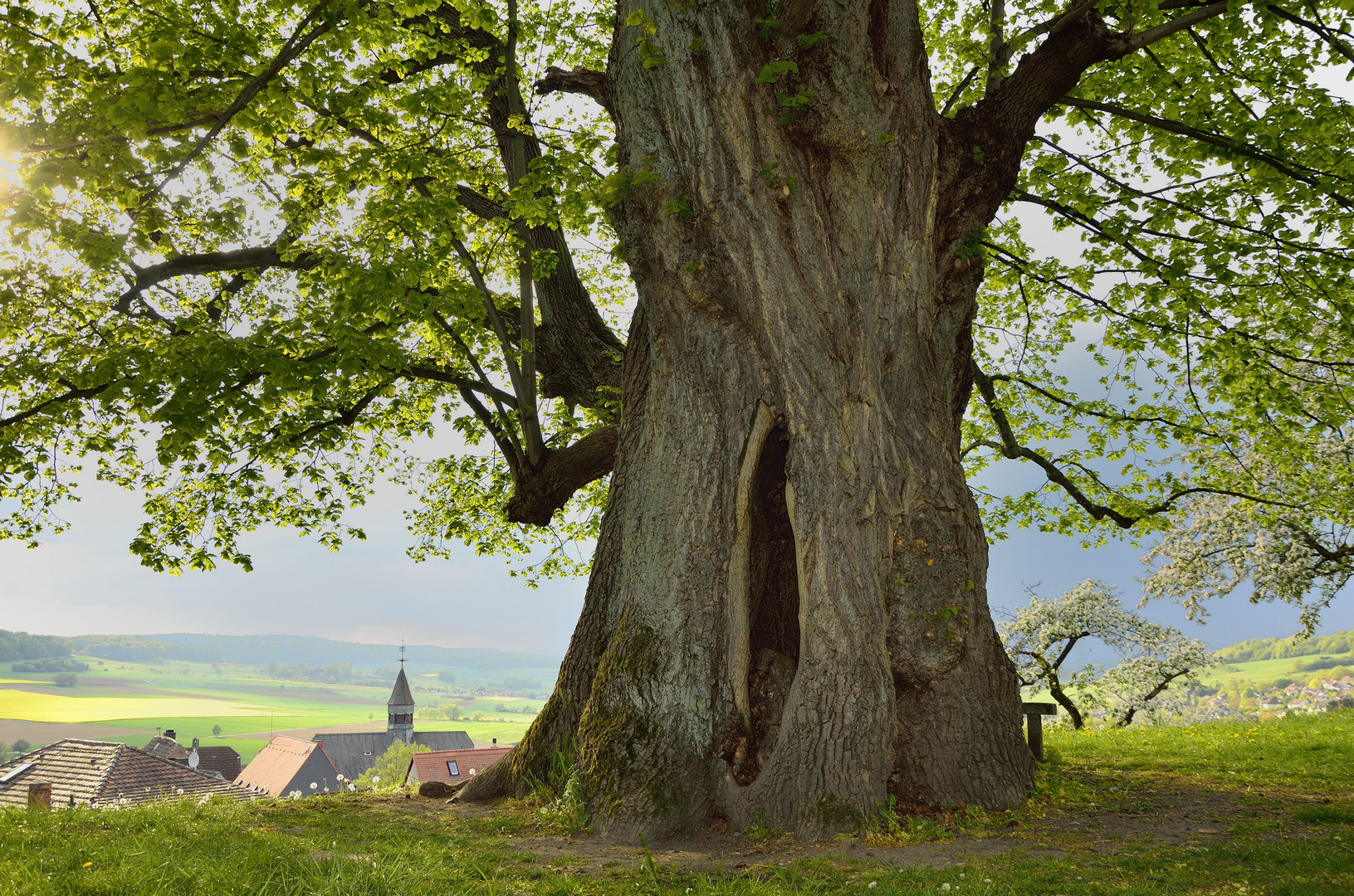 Der Hohle Baum