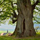 Der Hohle Baum