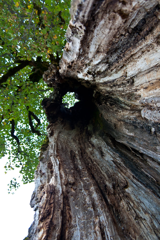 Der hohle Baum