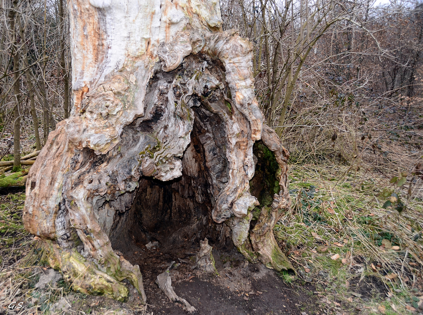 Der hohle Baum