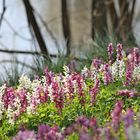 der Hohle Lerchensporn (Corydalis cava)