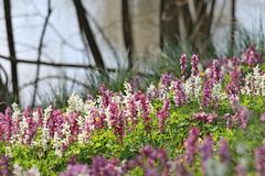 der Hohle Lerchensporn (Corydalis cava)