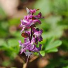 Der Hohle Lerchensporn (Corydalis cava)