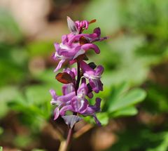 Der Hohle Lerchensporn (Corydalis cava)