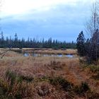 Der Hohlohsee im Hochmoor ...