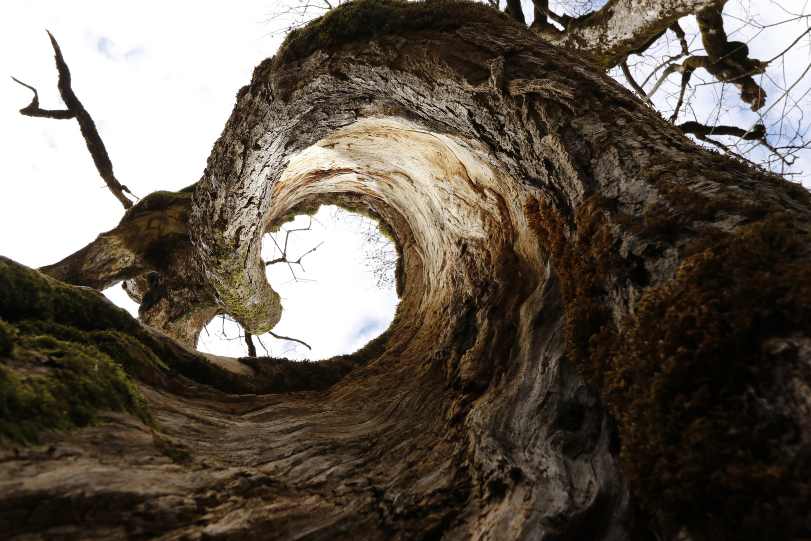 Der hole Baum