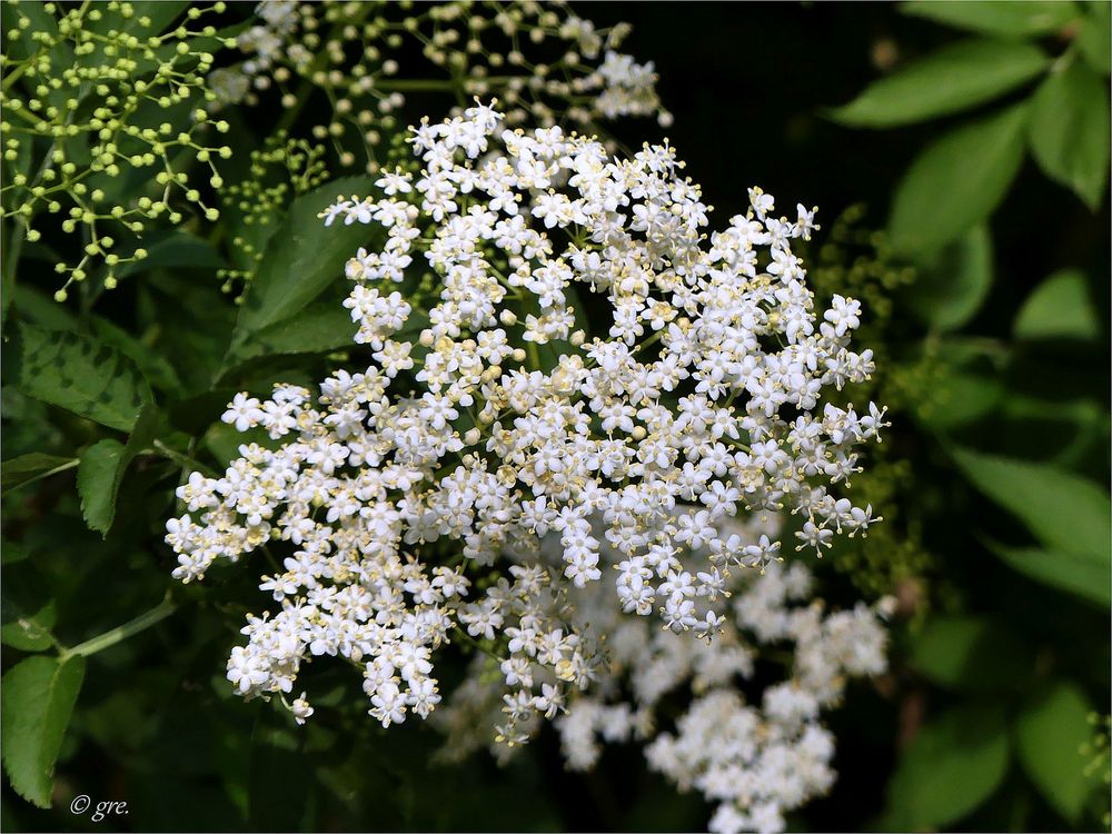 Der Holunder blüht....... Foto &amp; Bild | mai, blüten, wildpflanzen ...