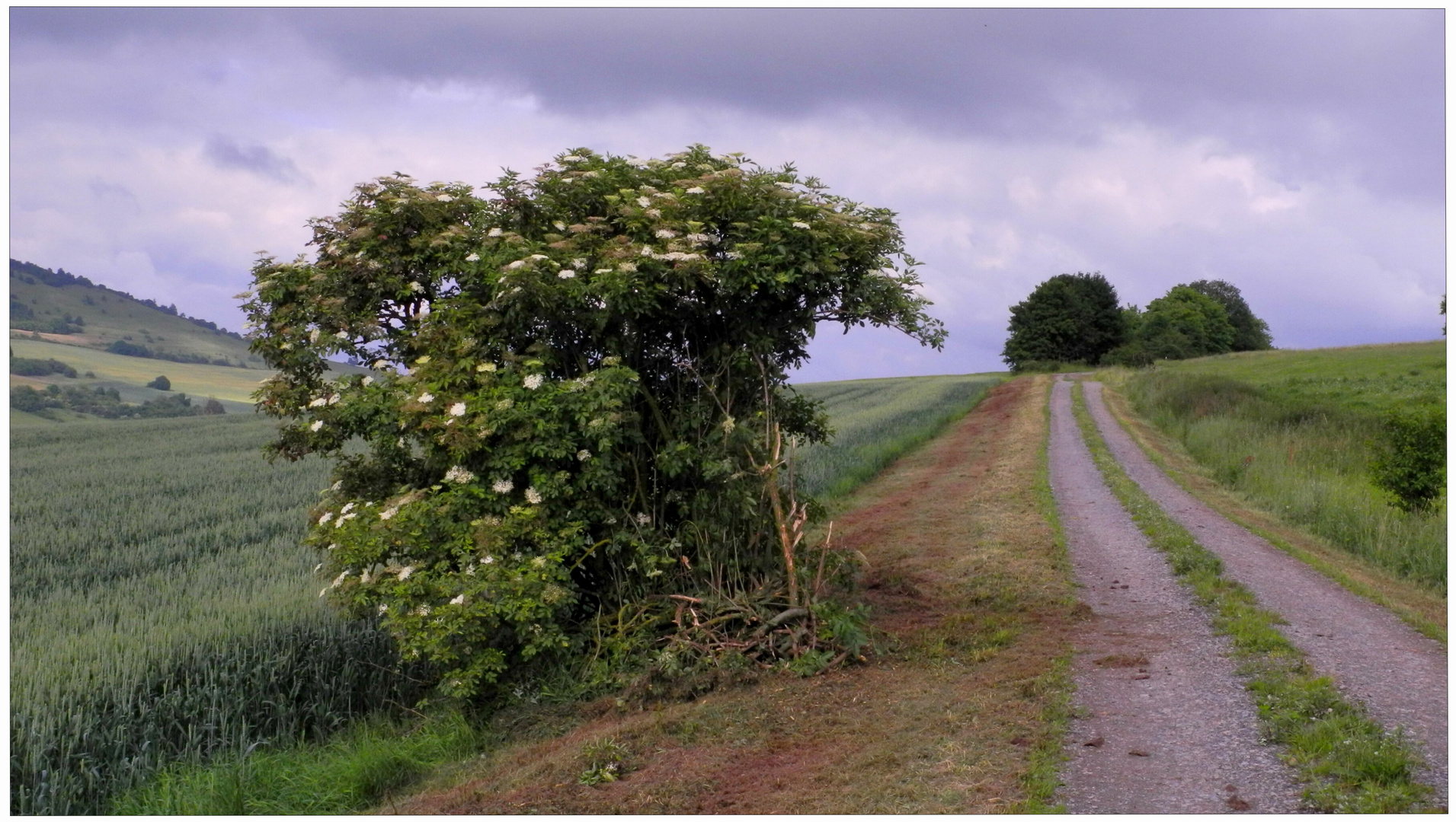 der Holunderbusch (el saúco) Foto & Bild landschaft, Äcker, felder