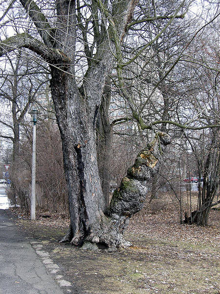 Der Holz-Bong