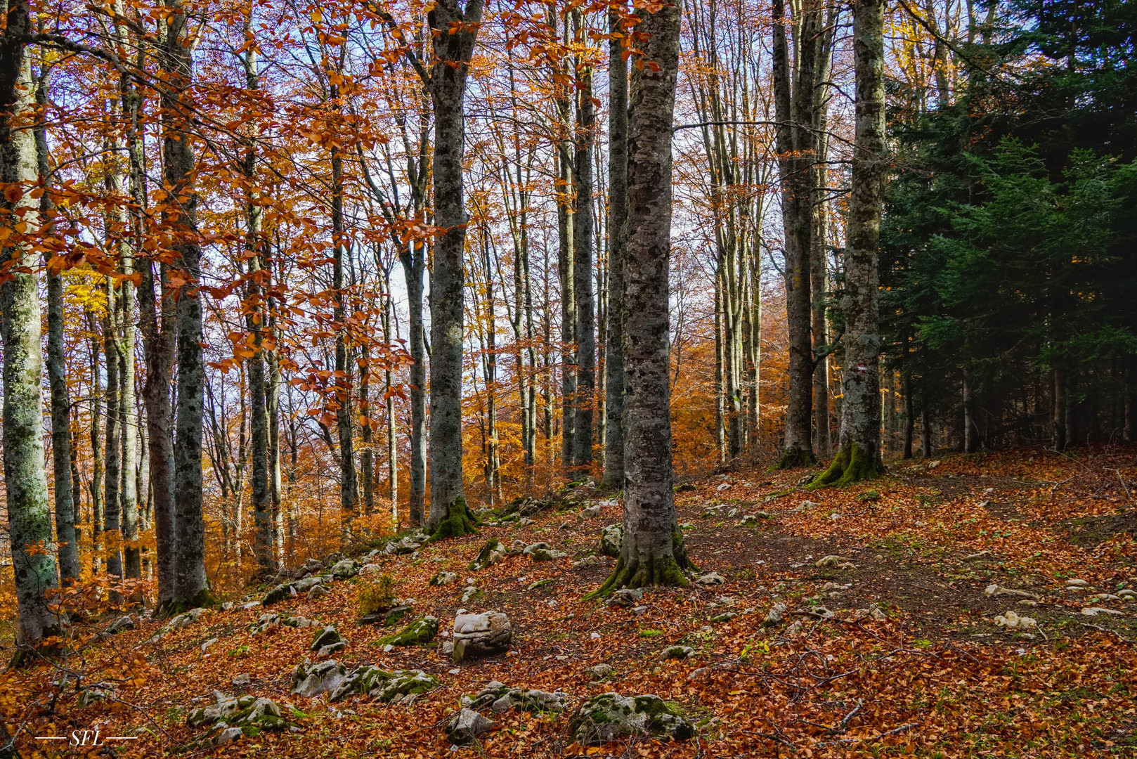 Der Holzfäller